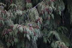 Psaltriparus minimus