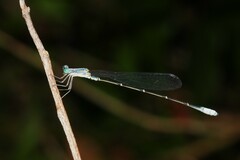 Labidiosticta vallisi