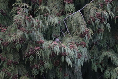 Psaltriparus minimus