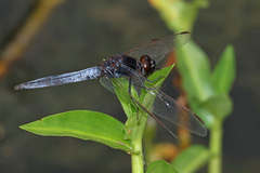 Crocothemis nigrifrons