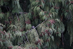 Psaltriparus minimus