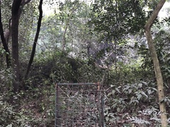 Boselaphus tragocamelus