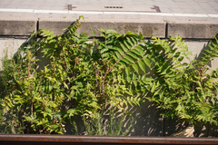 Ailanthus altissima