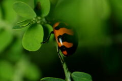 Coccinella transversalis