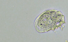 Odontochlamys gouraudi