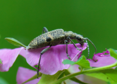 Rhagium mordax