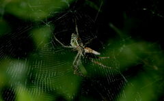 Cyrtophora cicatrosa