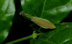 Odontomantis