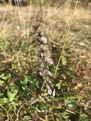 Omalotheca sylvatica