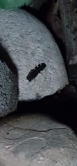 Nyctophila reichii