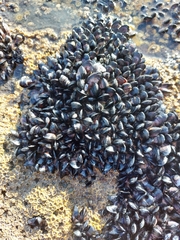Xenostrobus neozelanicus