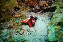 Australaria australasia