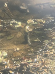 Parus minor commixtus