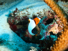 Cetoscarus bicolor