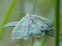 Chlorissa viridata