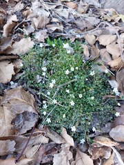 Samolus repens repens