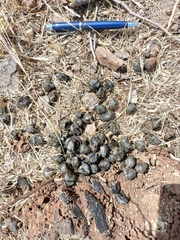 Boselaphus tragocamelus