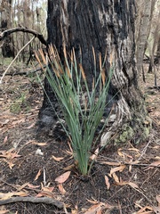 Xanthorrhoea concava