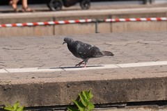 Columba livia domestica