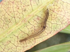 Rhynchodemus sylvaticus