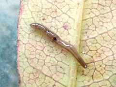 Rhynchodemus sylvaticus