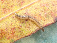 Rhynchodemus sylvaticus