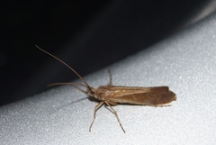 Limnephilus auricula