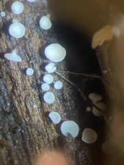 Lachnum brevipilosum