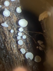 Lachnum brevipilosum