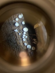 Lachnum brevipilosum