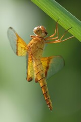 Camacinia gigantea