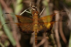 Camacinia gigantea