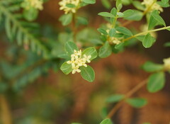 Pimelea flava