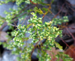 Euphorbia mesembryanthemifolia