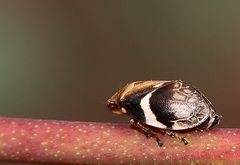 Bathyllus albicinctus