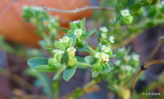 Euphorbia mesembryanthemifolia