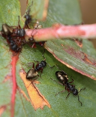 Dolichoderus scabridus