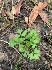 Xanthosia atkinsoniana