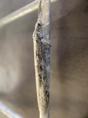 Acanthaclisini