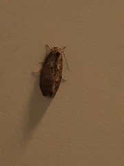Hofmannophila pseudospretella