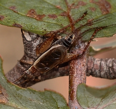 Eurepa marginipennis