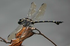 Ictinogomphus decoratus