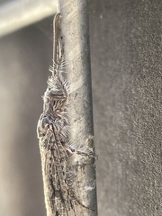 Acanthaclisini