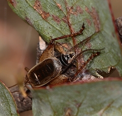 Eurepa marginipennis