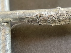 Acanthaclisini