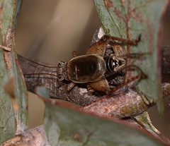 Eurepa marginipennis