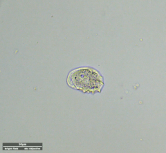 Odontochlamys gouraudi