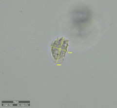 Odontochlamys gouraudi