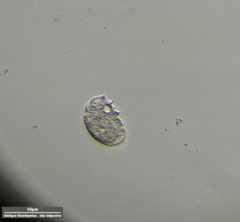 Odontochlamys gouraudi