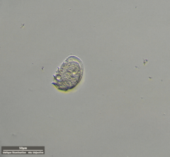 Odontochlamys gouraudi